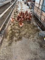 Leghennen te koop., Dieren en Toebehoren, Pluimvee, Vrouwelijk, Kip