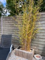 Bamboe plant 2 stuks in potten grote hoge, Ophalen, Halfschaduw, Overige soorten, 100 tot 250 cm