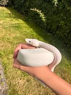 Ball python/Koningspython BEL (Blue-eyed Lucy) 0.1, Dieren en Toebehoren, Reptielen en Amfibieën, Slang, Tam, 0 tot 2 jaar