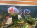 Te koop: Oscar vissen (Albino & Tiger Oscar), Dieren en Toebehoren, Vis