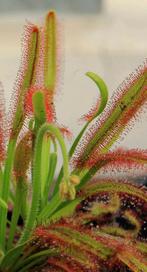 Zonnedauw  (Drosera capensis), Huis en Inrichting, Kamerplanten, Overige soorten, Minder dan 100 cm, Ophalen of Verzenden, Bloeiende kamerplant