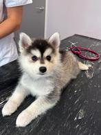 4 pomsky pups, Dieren en Toebehoren, 8 tot 15 weken, Meerdere, Meerdere dieren, Nederland