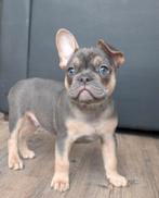 franse bulldog reutje met stmb, verz,  garant en DNA getest, Reu, CDV (hondenziekte), 8 tot 15 weken, Bulldog