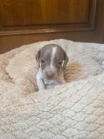 Piebald teckel reutje, Dieren en Toebehoren, Honden | Teckels en Dashonden, België, Parvo, Particulier, Reu