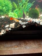 Gemengde garnalen  zie foto.s, Ophalen of Verzenden, Nieuw