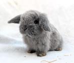 Jonge nhd/minilop dwerg hangoor konijntjes, Dieren en Toebehoren, Konijnen, Meerdere dieren, Dwerg, Hangoor, 0 tot 2 jaar