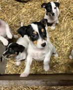 Jack Russel pups, Jack Russell Terriër, 8 tot 15 weken, CDV (hondenziekte), Meerdere