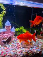 2 mooie, grote, gezonde goudvissen, Dieren en Toebehoren, Vissen | Aquariumvissen, Vis, Zoetwatervis, Schoolvis