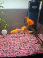 Aquarium compleet, Dieren en Toebehoren, Vissen | Aquaria en Toebehoren, Ophalen, Gevuld zoetwateraquarium