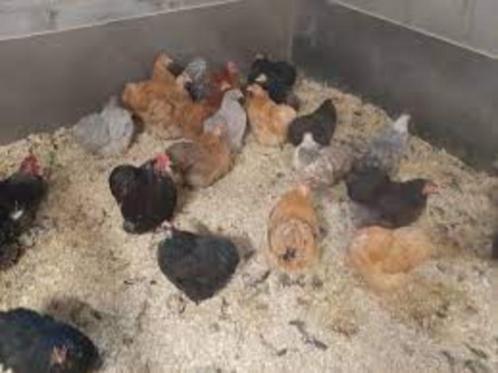 Cochin krielkippen., Dieren en Toebehoren, Pluimvee, Kip, Vrouwelijk