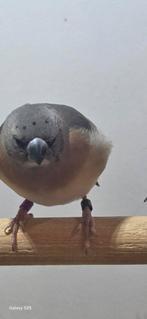 Blauwe jong gouldamadine te koop, Dieren en Toebehoren, Mannelijk, Geringd