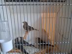 Mexicaanse Roodmussen 4 poppen, Dieren en Toebehoren, Vrouwelijk, Tropenvogel, Geringd