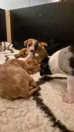 🐾 Rhodesian Ridgeback kruising 🐾, Dieren en Toebehoren, Honden | Niet-rashonden, Rabiës (hondsdolheid), 8 tot 15 weken, Meerdere