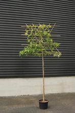 Lei Amberboom 'Liquidambar', Ophalen of Verzenden, Halfschaduw