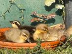 Baby loopeend (pulletjes) 3 voor €25, Geslacht onbekend, Eend
