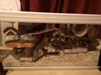 Hamster terrarium met veel toebehoren, Dieren en Toebehoren, Kooi, Minder dan 60 cm, Gebruikt, 75 tot 110 cm