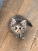 Siberische boskat/ brits korthaar, 4 kittens beschikbaar, Dieren en Toebehoren, Katten en Kittens | Raskatten | Langhaar, Meerdere dieren
