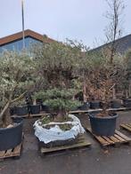 Olijfbomen - Bredeweg 110, Zevenhuizen, Tuin en Terras, Planten | Bomen, Ophalen, Volle zon, Olijfboom, 100 tot 250 cm