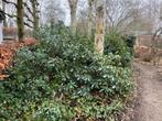 Rhododendron grote struiken meerstammig, Tuin en Terras, Planten | Bomen, Lente, 100 tot 250 cm, Palmboom, Ophalen