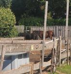 Gezocht zand om paddocks op te hogen, Dieren en Toebehoren, Stalling en Weidegang
