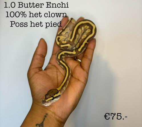 0.1 Butter Enchi 100% het clown poss het pied, Dieren en Toebehoren, Reptielen en Amfibieën, Slang