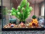 Superfish aquarium, Dieren en Toebehoren, Vissen | Aquaria en Toebehoren, Ophalen, Zo goed als nieuw, Leeg aquarium