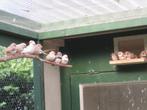 zebravinken, Dieren en Toebehoren, Vogels | Kanaries, Meerdere dieren, Kleurkanarie