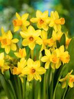 Kleine narcis tete a tete, Ophalen of Verzenden