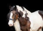 Tinker merrie zoekt 5 sterren huis, Dieren en Toebehoren, Minder dan 160 cm, 3 tot 6 jaar, Onbeleerd, Recreatiepaard