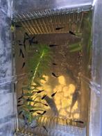 Black Molly babyvis of volwassen, Dieren en Toebehoren, Vis