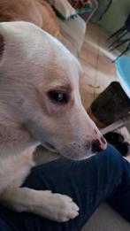 Reutje, Dieren en Toebehoren, Honden | Niet-rashonden, Rabiës (hondsdolheid), Reu, 1 tot 2 jaar, Eén hond