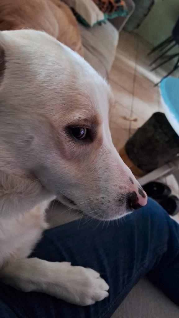 Reutje, Dieren en Toebehoren, Honden | Niet-rashonden, Middel, Reu, Particulier, Eén hond, Nederland, 1 tot 2 jaar, CDV (hondenziekte)