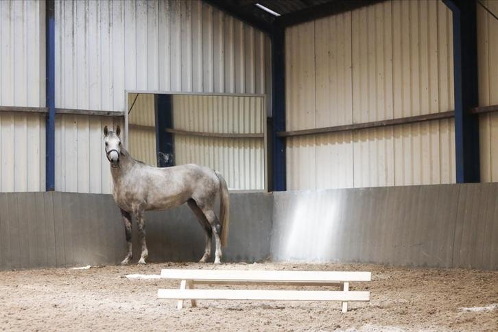 Talentvolle 6 jarige merrie, Dieren en Toebehoren, Paarden, Merrie, Onbeleerd, 165 tot 170 cm, 3 tot 6 jaar, Dressuurpaard, Met stamboom