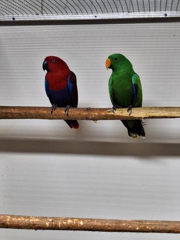 Koppel edelpapegaaien wildkleur.  beschikbaar voor biedingen