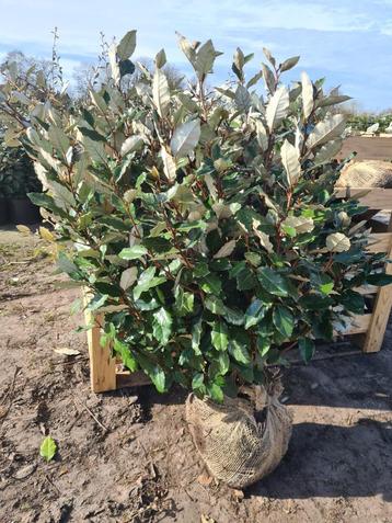 Olijfwilg compacta haagplanten tot ca. 125 cm beschikbaar voor biedingen