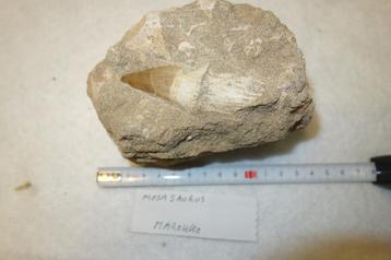 Fossiel mosasaurus beschikbaar voor biedingen