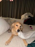 Nala 4 maanden zoekt een goud mandje, Dieren en Toebehoren, Golden retriever, België, Particulier, Rabiës (hondsdolheid)