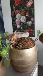 Mooie bengaal kittens. Mogen nu het nestje verlaten., Meerdere dieren, Gechipt, 0 tot 2 jaar