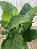 Spatiphyllum (Lepelplant) - Vaste Plant, Vaste plant, Halfschaduw, Lente, Ophalen