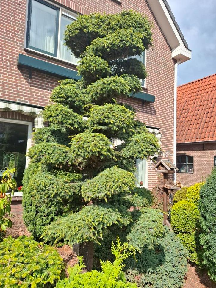 Te koop: Diverse prachtige bomen en struiken, Tuin en Terras, Planten | Bomen, Overige soorten, Volle zon, Zomer, Ophalen
