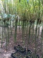 Knotwilgen, Overige soorten, Lente, 250 tot 400 cm, Ophalen