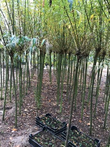 Knotwilgen beschikbaar voor biedingen