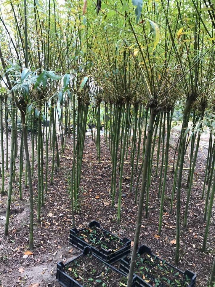 Knotwilgen, Tuin en Terras, Planten | Bomen, Overige soorten, 250 tot 400 cm, Volle zon, Lente, Ophalen