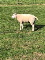 Ram lam te koop, Dieren en Toebehoren, Schapen, Geiten en Varkens, Mannelijk, Schaap, 0 tot 2 jaar
