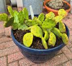 Opuntia Humifusia schijfcactus.winterhard, Ophalen, Zomer, Overige soorten, Volle zon