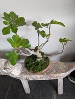 Ficus Carica Vijg Bonsai, Tuin en Terras, Planten | Bomen, Ophalen of Verzenden, Bloeit niet, Overige soorten, Minder dan 100 cm