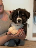 Welsh corgi Cardigan pups ❤️, Overige rassen, 8 tot 15 weken, CDV (hondenziekte), Meerdere