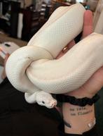 Python regius blue eyed lucy, Dieren en Toebehoren, Slang, Met terrarium