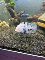 Cicliden, Dieren en Toebehoren, Vissen | Aquariumvissen, Vis