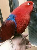 Prachtige edel papagaai pop tam, Vrouwelijk, Papegaai, Pratend